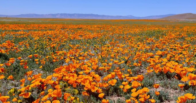 Aerial view of fields with poppy flower bloom near Antelope valley, California, during spring time.