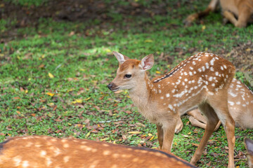 Fawns open to the public in Nara's deer park