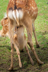 A fawn drinking its mother's milk, shown in Nara's deer park.