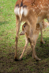Naklejka na ściany i meble A fawn drinking its mother's milk, shown in Nara's deer park.