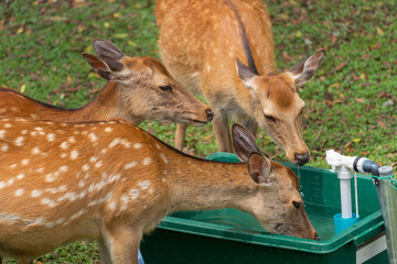 Fawns gather at a water fountain open to the public in Nara's deer park.