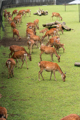 Naklejka na ściany i meble A herd of fawns on public display at Nara's deer park
