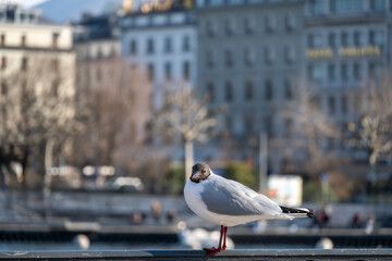 Mouette sur une barrière