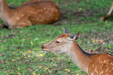Naklejka na ściany i meble A fawn lounging in public at the deer park in Nara.