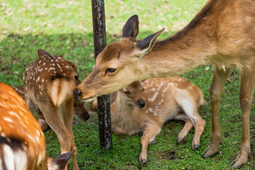 Naklejka na ściany i meble Parent and child deer on public display at Nara's deer park