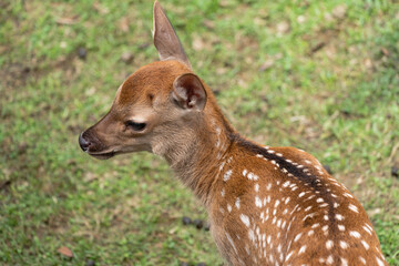 Fawns open to the public in Nara's deer park