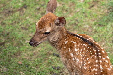 Fawns open to the public in Nara's deer park