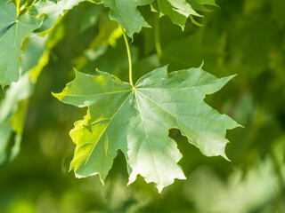Spring branches of maple tree with fresh green leaves