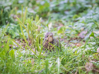 A fieldfare chick, Turdus pilaris, has left the nest and sitting on the spring lawn. A fieldfare chick sits on the ground and waits for food from its parents.