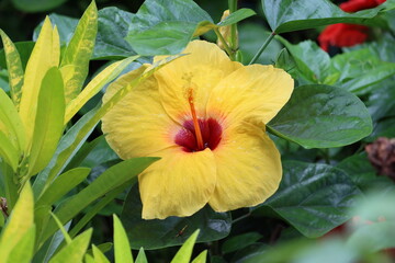 Hibiscus syriacus is a species of flowering plant in the mallow family, Malvaceae. It is native to south-central and southeast China, but widely introduced elsewhere, including much of Asia.