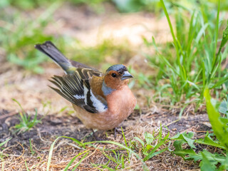 Common chaffinch, Fringilla coelebs, sits on the ground in spring. Common chaffinch in wildlife.