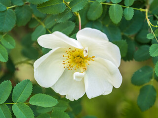 Flowering rosehip bush on a sunny summer day, close-up. Delicately white flowers on a branch of rose hips.