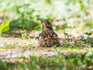 A fieldfare chick, Turdus pilaris, has left the nest and sitting on the spring lawn. A fieldfare chick sits on the ground and waits for food from its parents.