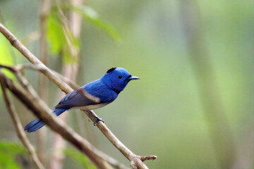The Black-naped Monarch on a branch