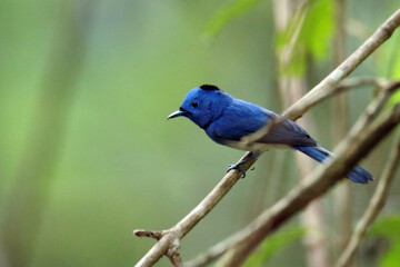 The Black-naped Monarch on a branch
