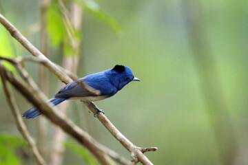 The Black-naped Monarch on a branch