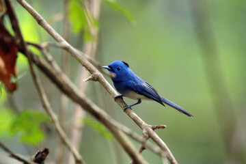 The Black-naped Monarch on a branch
