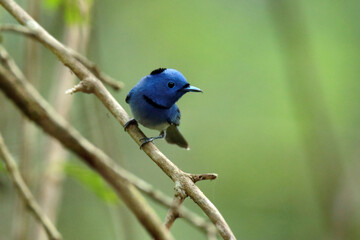 The Black-naped Monarch on a branch