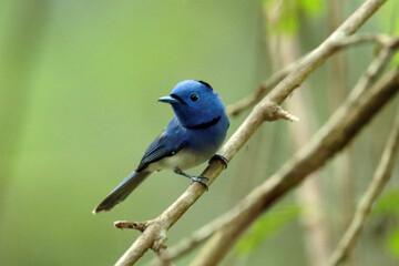 The Black-naped Monarch on a branch
