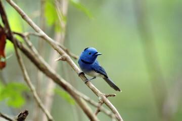 The Black-naped Monarch on a branch