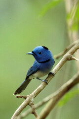 The Black-naped Monarch on a branch