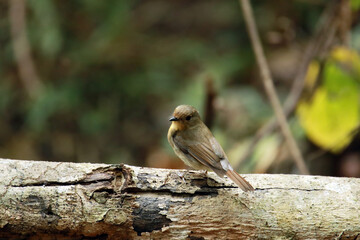 The Taiga Flycatcher on a branch