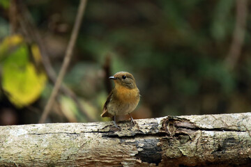 The Taiga Flycatcher on a branch