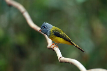 The Grey-headed Canary-flycatcher on a branch