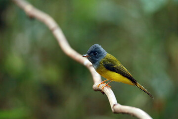 The Grey-headed Canary-flycatcher on a branch