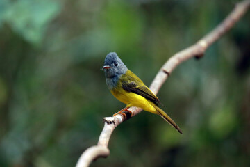 The Grey-headed Canary-flycatcher on a branch