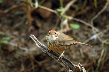 spotted babbler