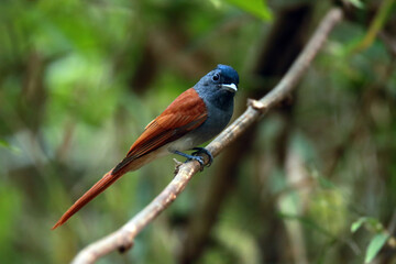 The Asian Paradise Flycatcher on a branch