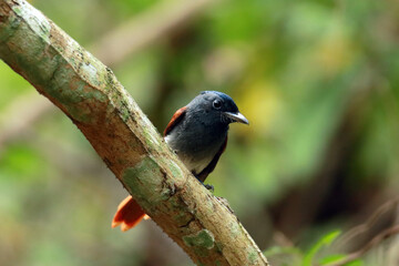 The Asian Paradise Flycatcher on a branch
