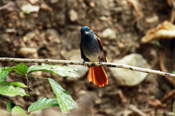 The Asian Paradise Flycatcher on a branch