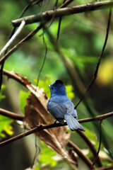 The Black-naped Monarch on a branch