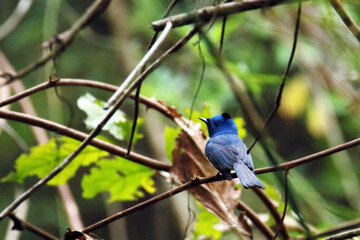 The Black-naped Monarch on a branch