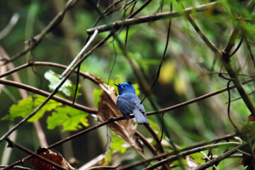 The Black-naped Monarch on a branch