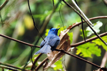 The Black-naped Monarch on a branch