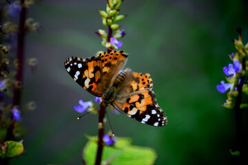 綺麗な姿のとんぼ＆蝶々＆はち