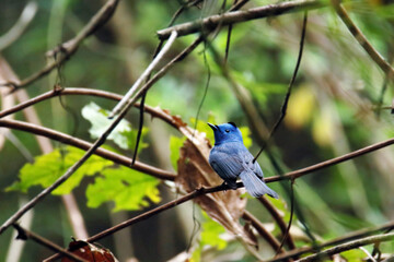The Black-naped Monarch on a branch