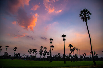 Naklejka na ściany i meble Dongtan Samkhok palm trees and rice fields during sunset in Pathum Thani, Bangkok, Thailand