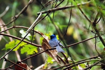 The Black-naped Monarch on a branch