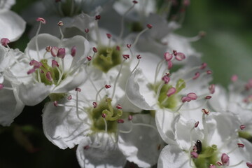 Obraz premium flowers