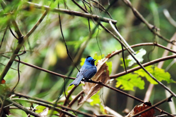 The Black-naped Monarch on a branch
