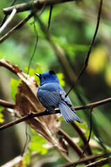 The Black-naped Monarch on a branch