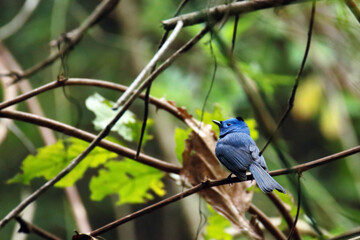 The Black-naped Monarch on a branch