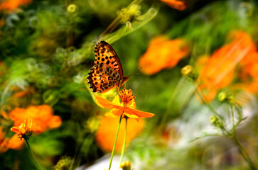 綺麗な姿のとんぼ＆蝶々＆はち