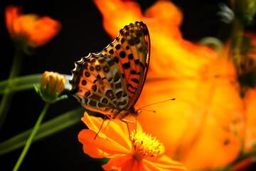 Obraz premium 綺麗な姿のとんぼ＆蝶々＆はち