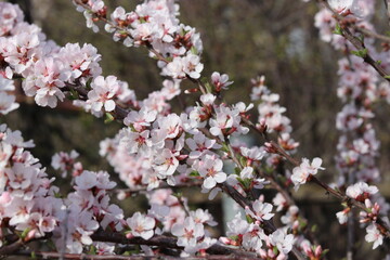 pink cherry blossom