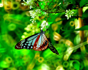 綺麗な姿のとんぼ＆蝶々